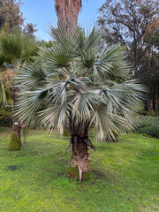Young specimen of Brahea armata, commonly known as the blue hesper