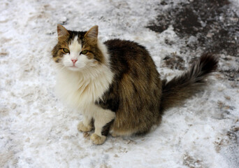 Cat in the snow.