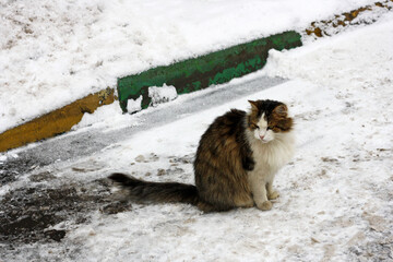 Cat in the snow.