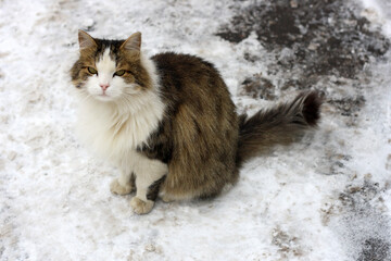 Cat in the snow.