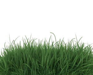 A vibrant green grass border isolated on a clean white background for design use