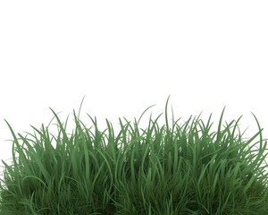 Fototapeta premium Fresh green grass border isolated on a pure white background providing ample copy space