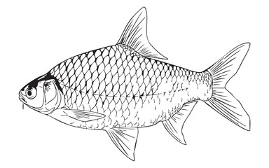 Putty fish vector illustration in white background.