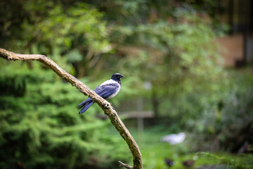 A magpie sits on a branch.