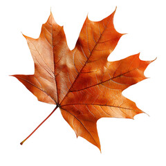 Brown Maple Leaf Closeup Detailed View on transparent background