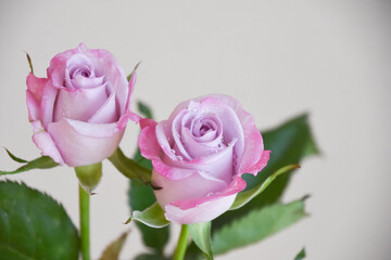 Obraz premium 紫のばら