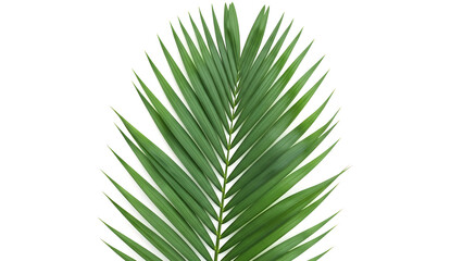 Obraz premium palm leaf isolated on white