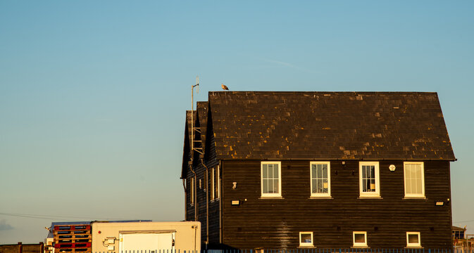 Seagull perching on old wooden house roof at dusk