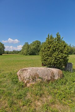 View of Aljava Ukukivi (Offering stone of Uku) boulder with juniper tree beside it in a grassy field, surrounded by low-lying vegetation and a backdrop of a forest line in sunny summer weather with cl