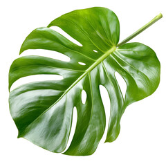 Large green Monstera leaf closeup on transparent background