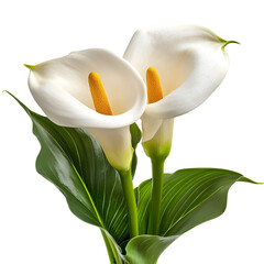 White Calla Lilies with Green Leaves on transparent background