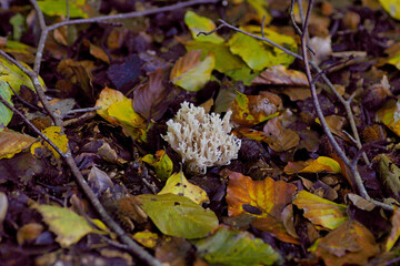 Weißer Korallenpilz im Herbstwald 