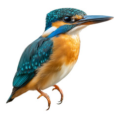 Kingfisher Bird Profile Side View on transparent background