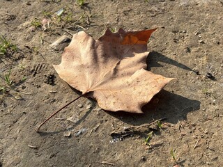 leaf on the ground