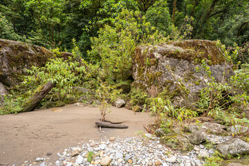 Provincia de Cartago, San Rafael, Costa Rica - 26 June 2022: secondary succession of pioneer vegetation on the sandbar of the Orosi River in Tapant&iacute; National Park