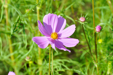 Fototapeta premium cosmos flower or Mexican aster flower or Cosmos sulphureus Cav or Compositae or Cosmos, pink flower