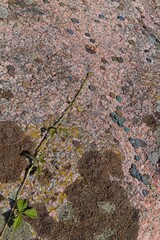 Close-up of Aljava Ukukivi (Offering stone of Uku) boulder with offering coins left on rock in sunny summer weather, Muhu, Estonia.