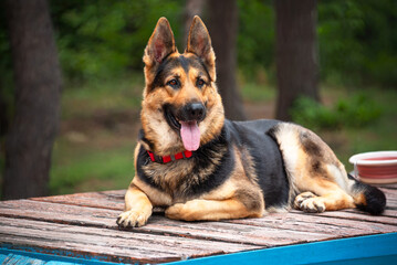 A beautiful German Shepherd dog is resting on a dog training area.