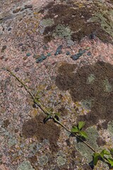 Close-up of Aljava Ukukivi (Offering stone of Uku) boulder with offering coins left on rock in sunny summer weather, Muhu, Estonia.