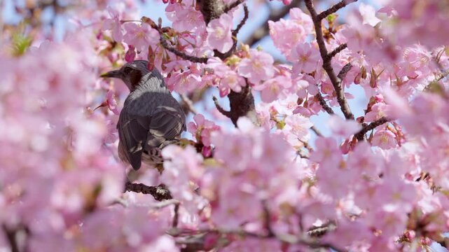 Japanese brown-eared bulbul sucking nectar Kawazu cherry blossoms