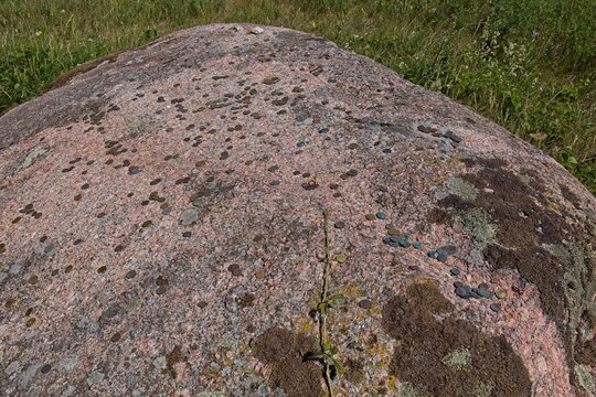Close-up of Aljava Ukukivi (Offering stone of Uku) boulder with offering coins left on rock in sunny summer weather, Muhu, Estonia.
