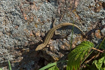 Close-up of viviparous lizard (zootoca vivipara), also known as the common lizard, sitting on a rock in sunny summer weather, Muhu, Estonia.