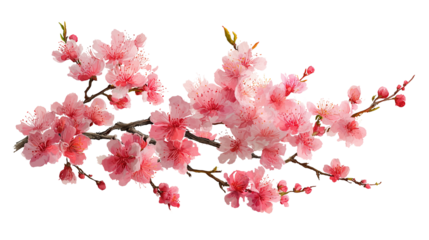 Cherry blossom branch with delicate pink flowers transparent png background. Ai generated
