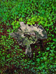 Bosque de pinos en el parque natural de Barbate, España © Juanmi