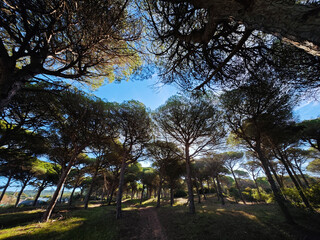 Bosque de pinos en el parque natural de Barbate, España © Juanmi