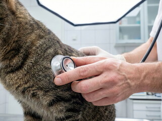 Obraz premium A veterinarian examines a tabby cat with a stethoscope in a clinic, highlighting professional pet health and animal care.