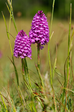 Pyramidenorchis, Pyramiden-Hundswurz, Anacamptis pyramidalis