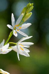  Traubige Graslilie, Astlose Graslilie, Große Graslilie, Anthericum liliago © dina