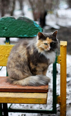 Cat on an old bench.