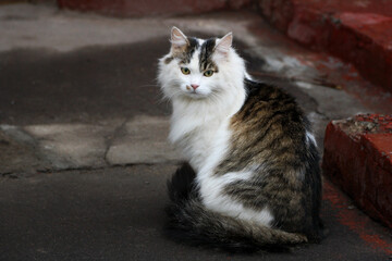 Cat sitting on the road.