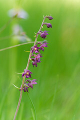 Braunrote Stendelwurz, Rotbraune Stendelwurz, Braunroter Sitter, Epipactis atrorubens