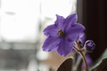 lilac domestic violet flower on the background of the window