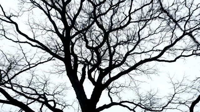 Eerie slow-motion cinematic silhouette of fragile, leafless winter tree branches swaying gently against a bright white background cinematicshot, monochrome, slow