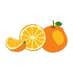 Orange and lemon vector illustration, fresh citrus fruit slices isolated on white for healthy food and juice