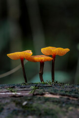 Brazilian Mushroom
This plant is very comon in brazilian savannah.