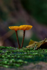 Brazilian Mushroom
This plant is very comon in brazilian savannah.