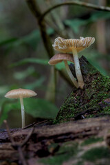 Brazilian Mushroom
This plant is very comon in brazilian savannah.
