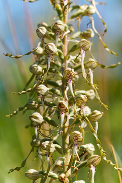 Bocks-Riemenzunge, Bocksriemenzunge oder Bocksorchis, Himantoglossum hircinum