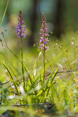 M&uuml;cken-H&auml;ndelwurz, Gymnadenia conopsea, Langsporn-H&auml;ndelwurz, Gro&szlig;e H&auml;ndelwurz