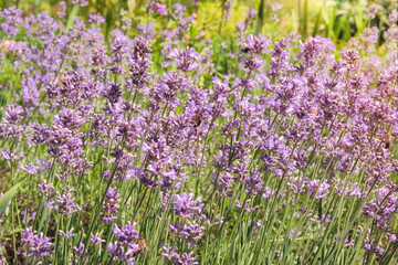 Blooming herbals. Floral beauty. Lavandula officinalis grows in meadow in sunny day. Lavandula with light violet flowers.