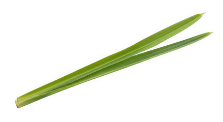 Two green pine needles of transparent