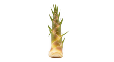 Bamboo shoot of transparent