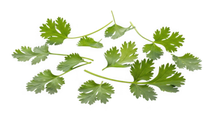Fresh cilantro leaves of transparent