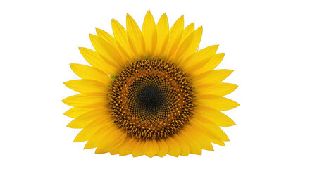 Fototapeta premium A single, vibrant sunflower with bright yellow petals and a dark center, isolated on a transparent background of transparent