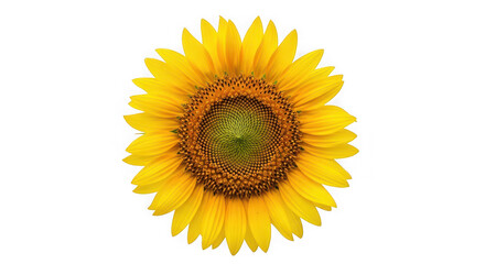 Fototapeta premium A single, vibrant sunflower in full bloom, , showcasing its bright yellow petals and dark center of transparent