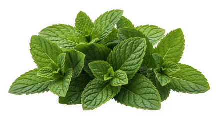 A bunch of fresh mint leaves of transparent